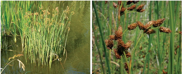 Su Kamışı Reeds