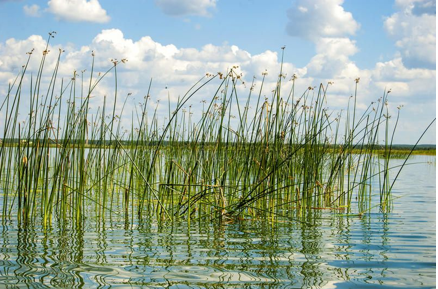 Su Kamışı Reeds